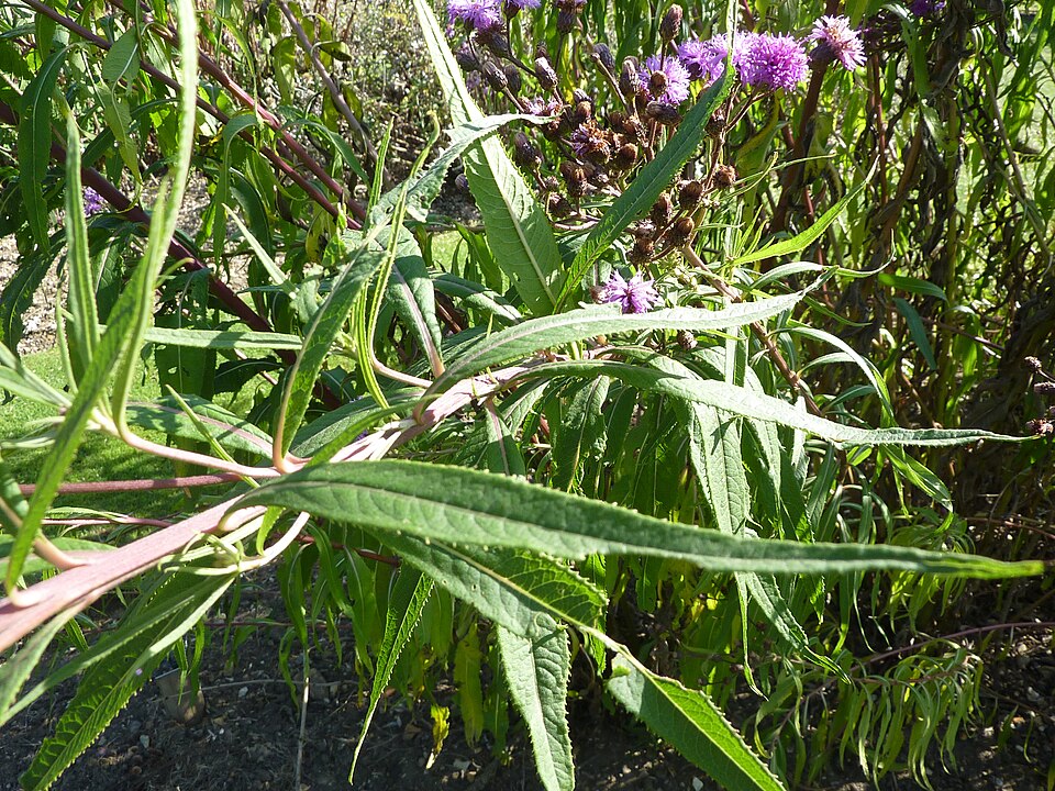 Vernonia gigantea (Tall Ironweed) (alternate view 2)