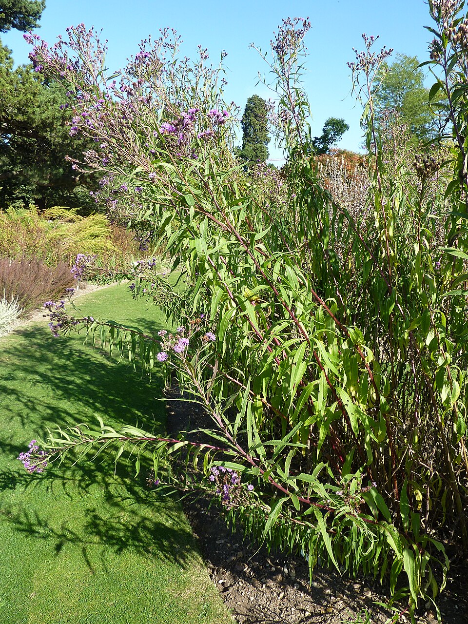 Vernonia gigantea (Tall Ironweed) (alternate view 3)