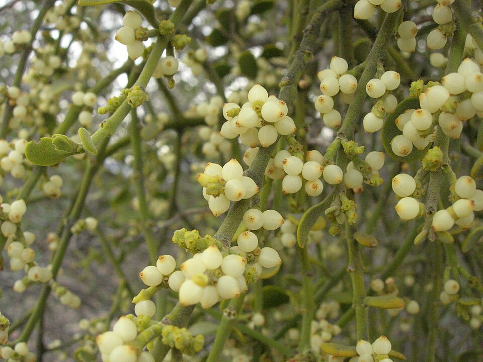 Phoradendron leucarpum (American Mistletoe) (alternate view 8)