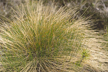Trichophorum cespitosum (Tufted Bulrush)
