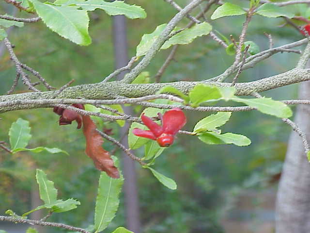 Ochna serrulata (Small-leaved plane)