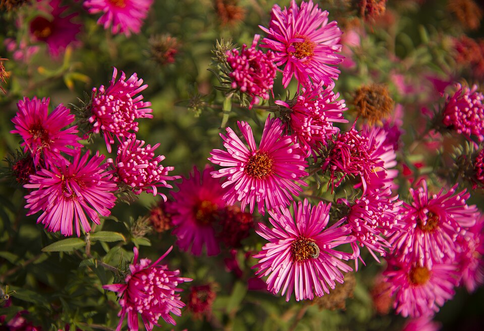 Aster (true asters)