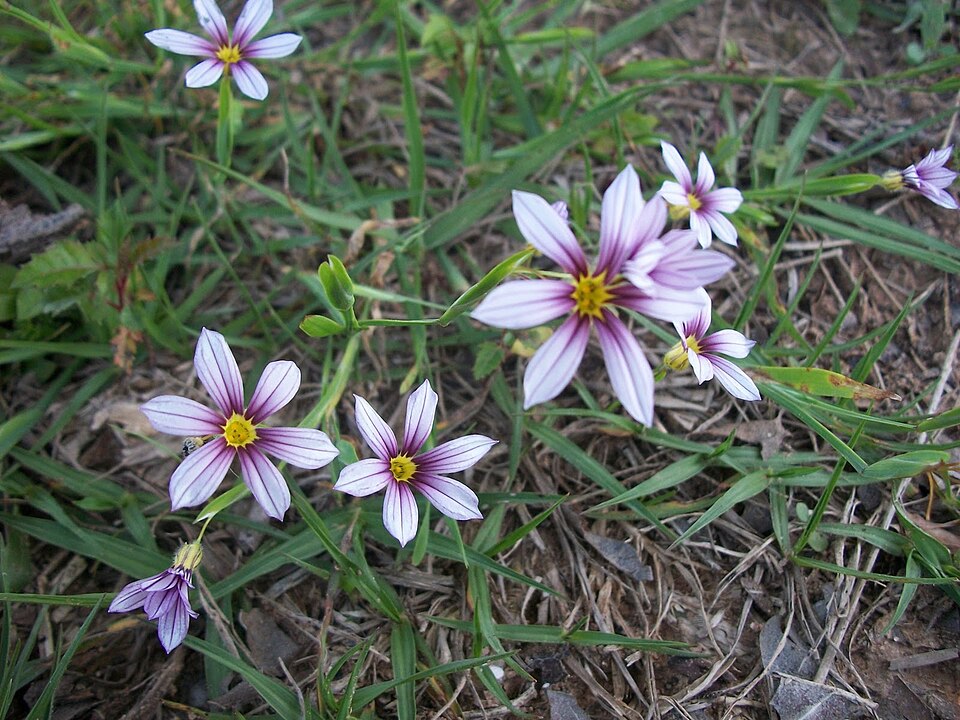 Sisyrinchium (blue-eyed grasses) (alternate view 3)