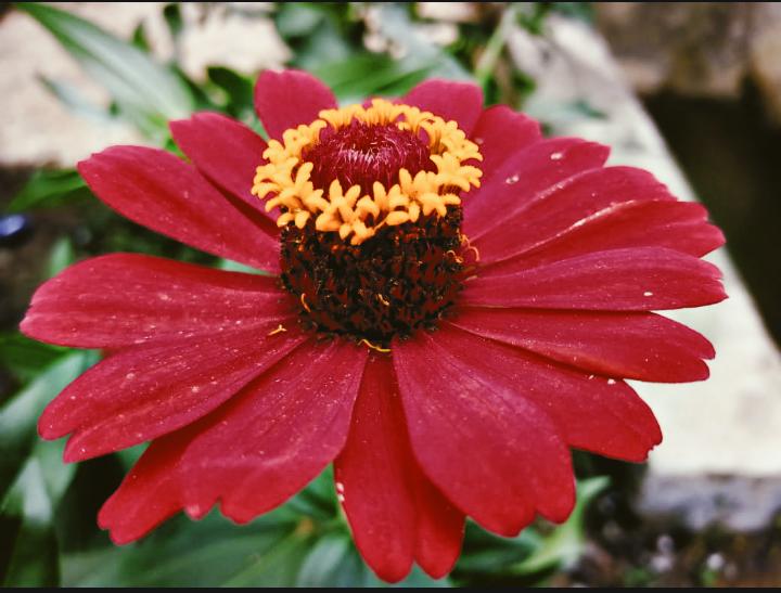 Zinnia (Zinnias) (alternate view 2)