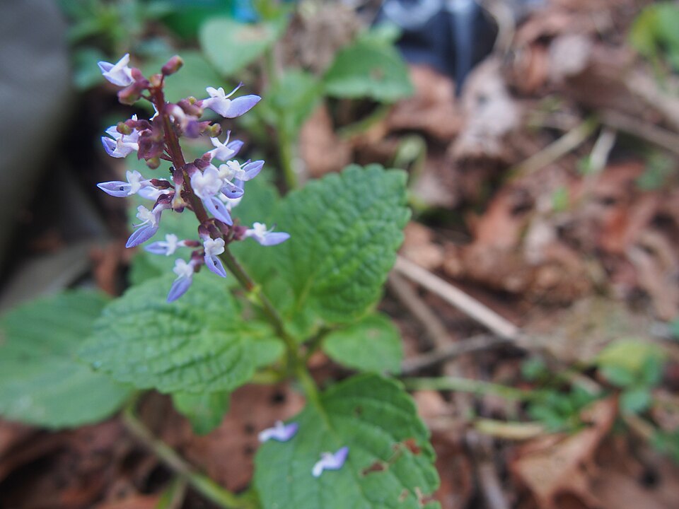 Plectranthus (spurflowers) (alternate view 4)