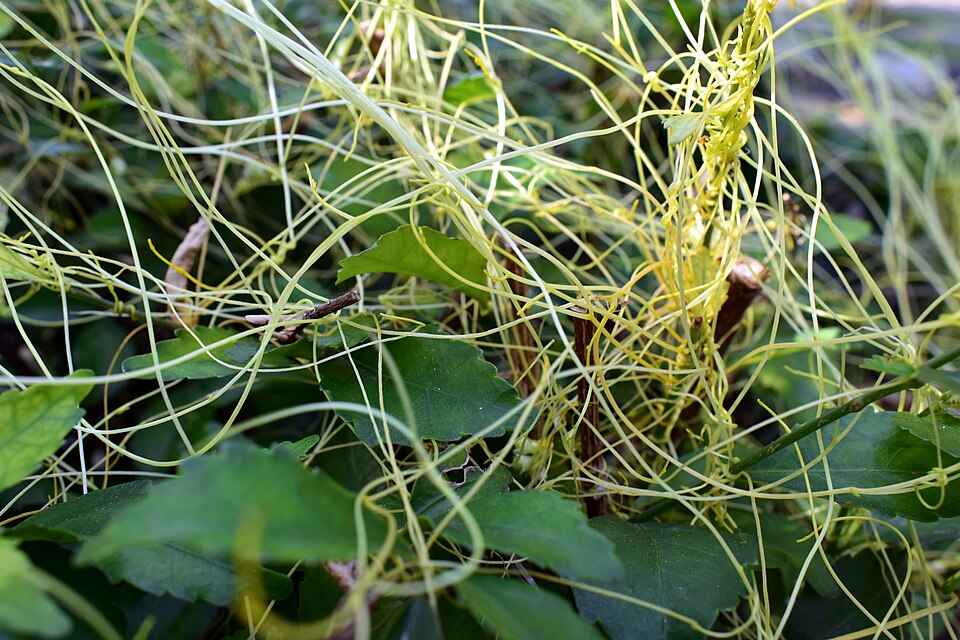 Cuscuta (dodders)