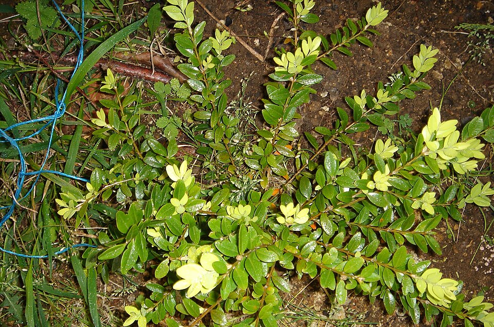 Buxus sempervirens (English Boxwood) (alternate view 9)