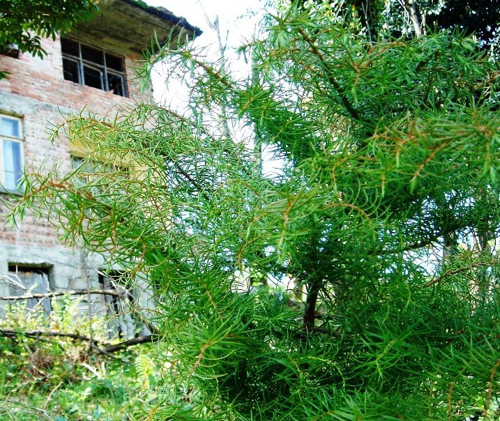 Cryptomeria japonica 'Elegans' (Plume Cryptomeria)