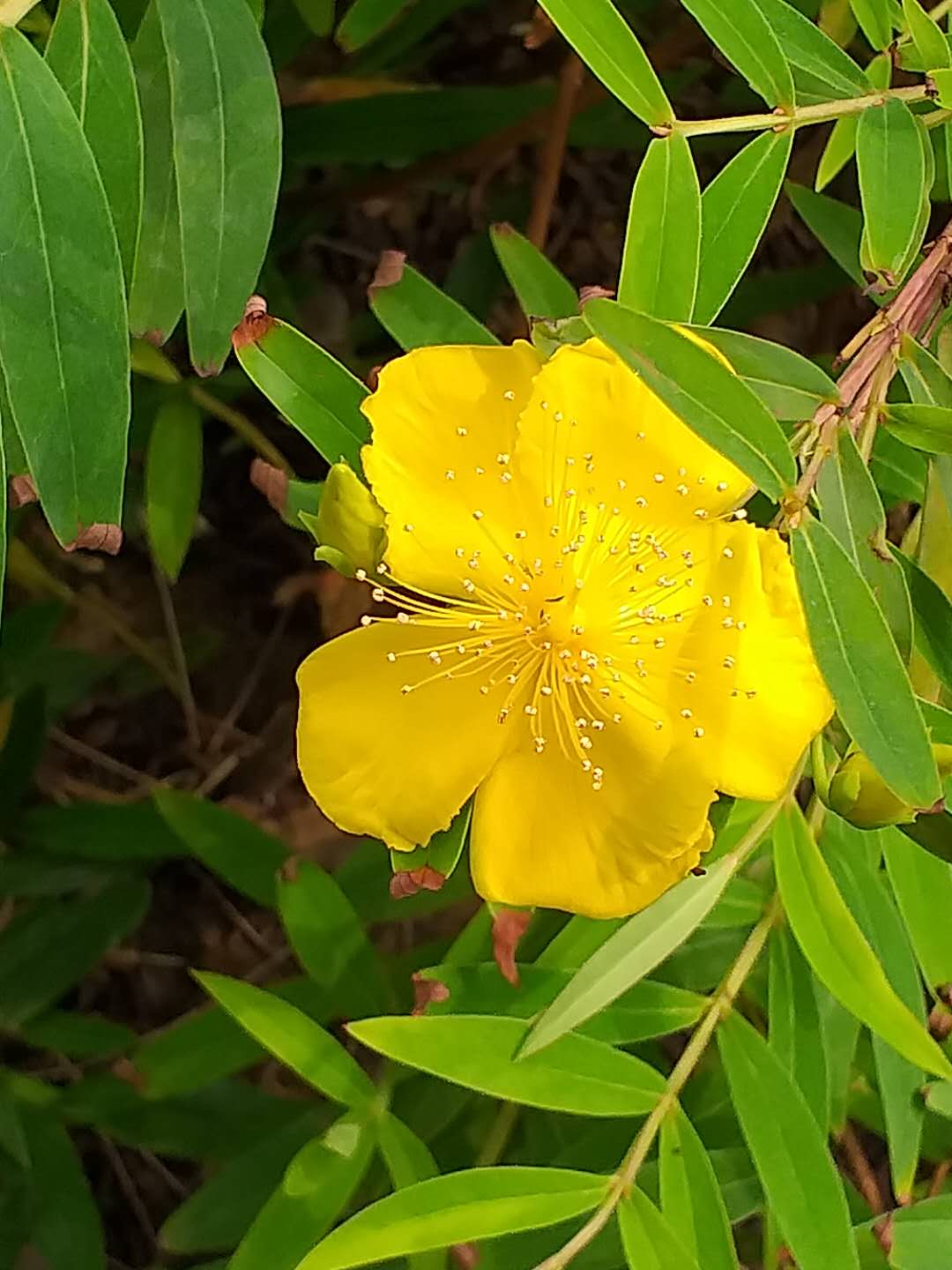 Hypericum monogynum, Chinese St John's wort — mounding semi-evergreen (Hypericaceae) (image 6 of 10)