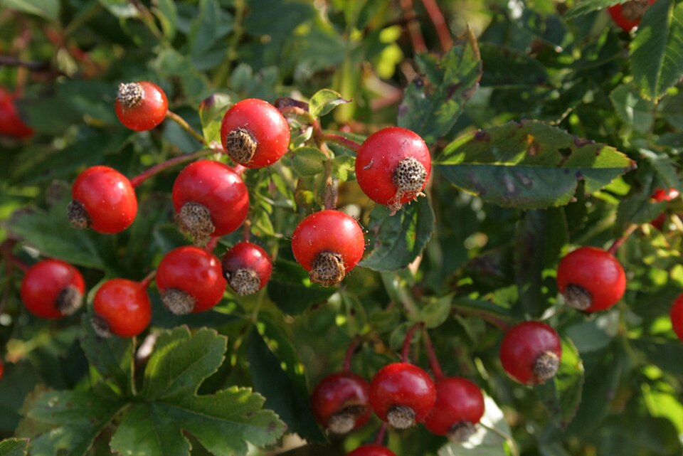 Rosa carolina (Carolina rose) (alternate view 8)