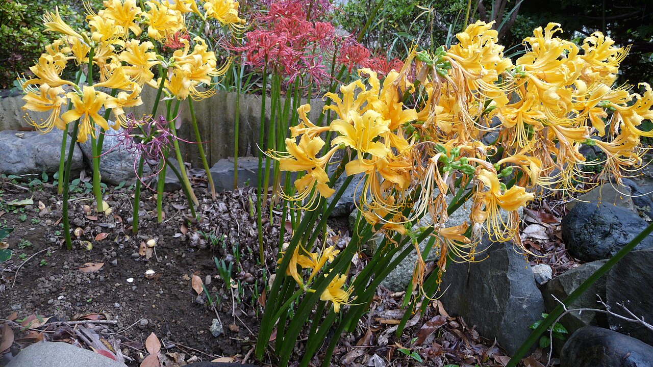 Lycoris aurea, Golden spider lily — clumping deciduous (Amaryllidaceae) (image 1 of 10)