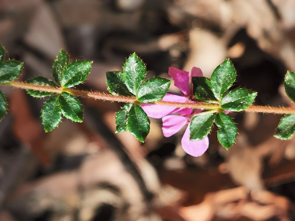 Tetratheca thymifolia (Thyme Pink-bells) (alternate view 4)