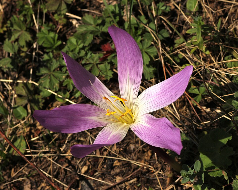 Colchicum (Naked Ladies) (alternate view 5)