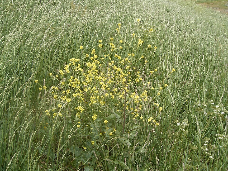 Rapistrum rugosum (annual bastard cabbage) (alternate view 6)