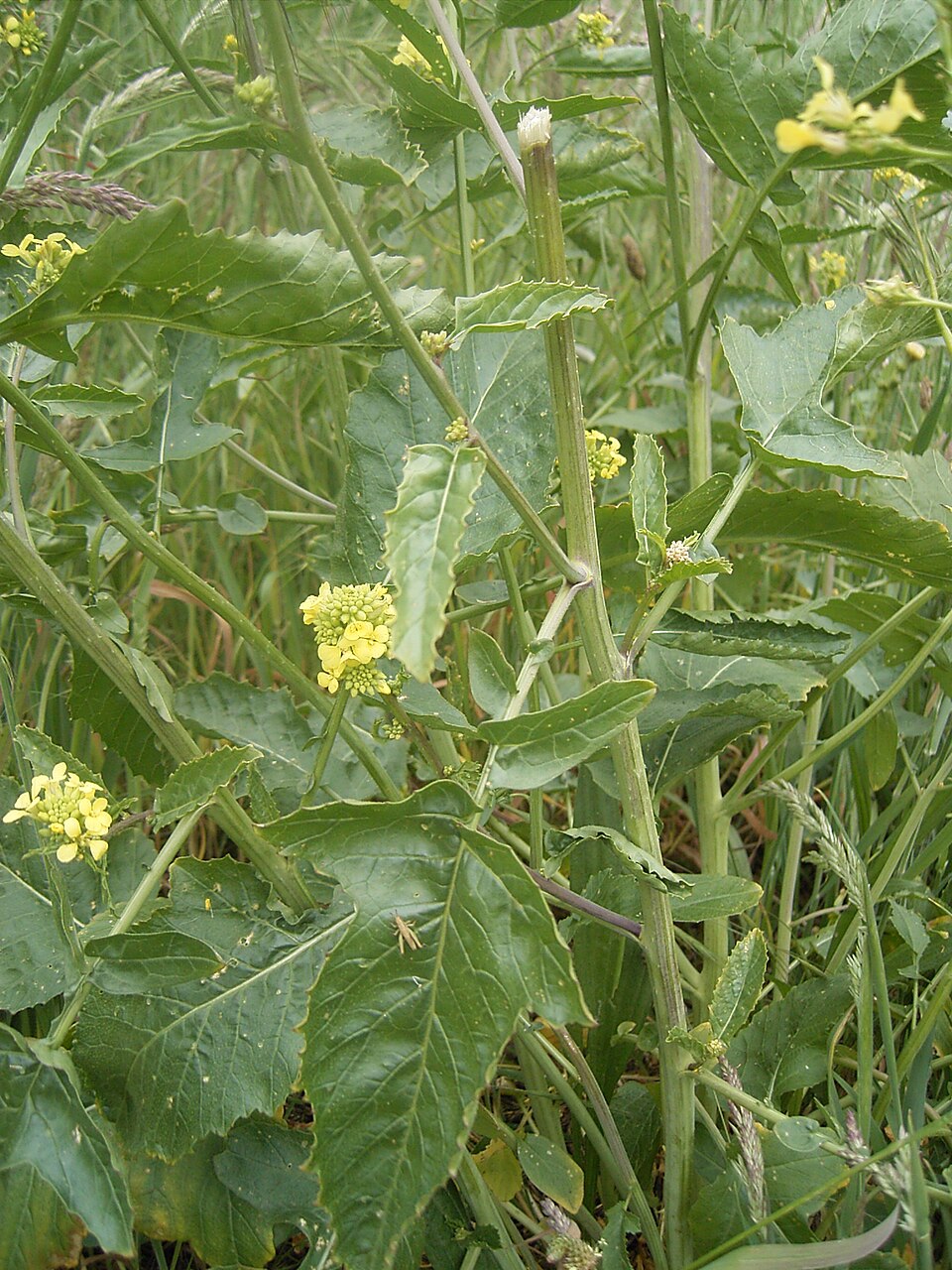 Rapistrum rugosum (annual bastard cabbage) (alternate view 7)