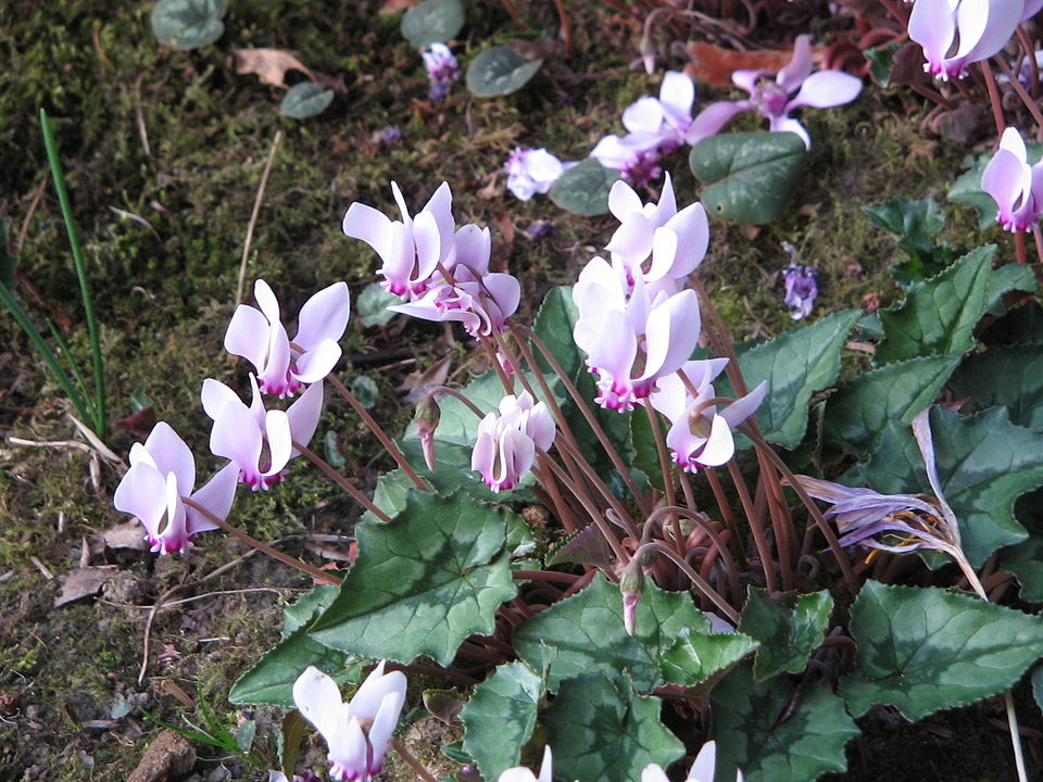 Cyclamen hederifolium (ivy-leaved cyclamen) (alternate view 7)
