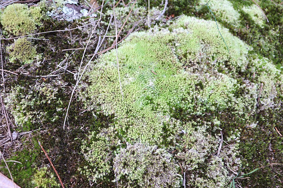 Leucobryum albidum (white moss) (alternate view 7)