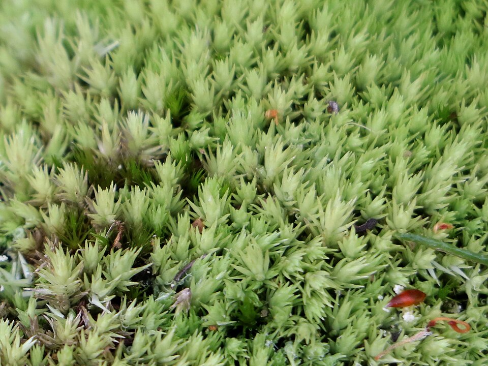 Leucobryum albidum (white moss) (alternate view 8)