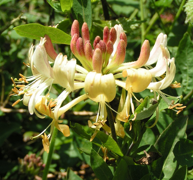 Lonicera periclymenum (Woodbine)