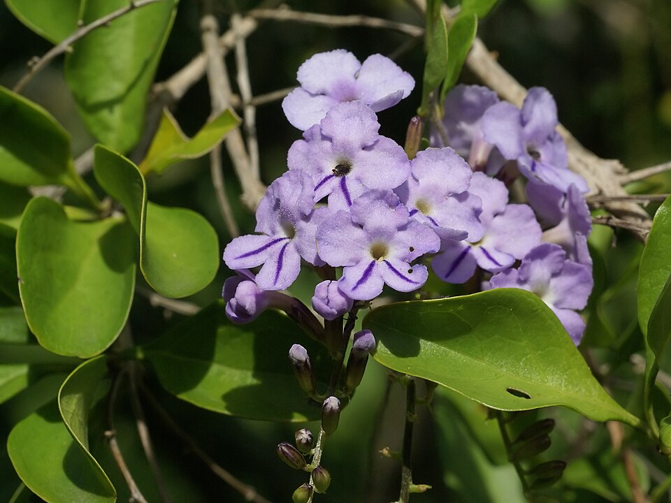 Duranta erecta (Golden Dewdrop) (alternate view 5)
