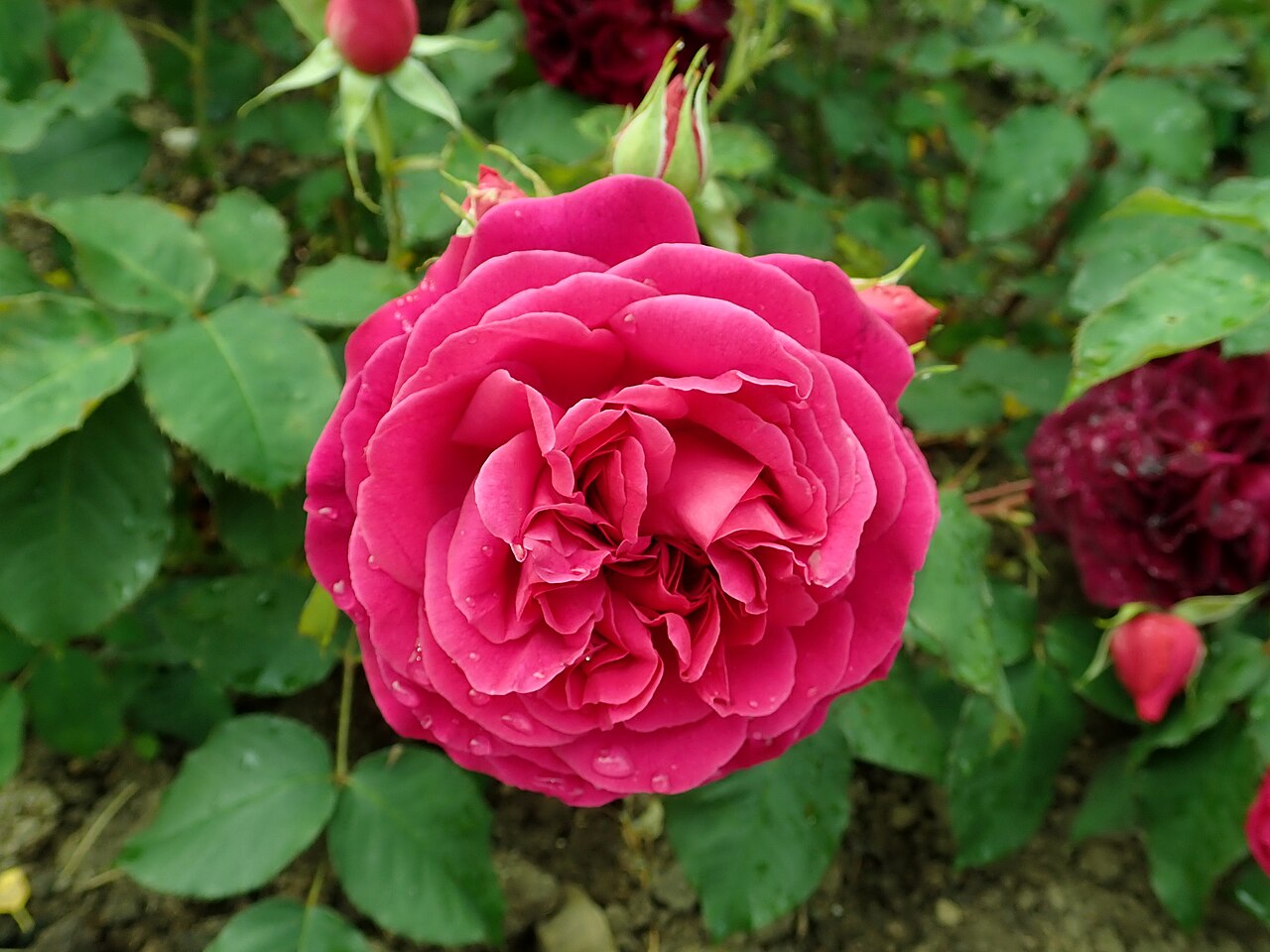 Rosa 'Munstead Wood', Rose 'Munstead Wood' — upright deciduous (Rosaceae) (image 4 of 10)
