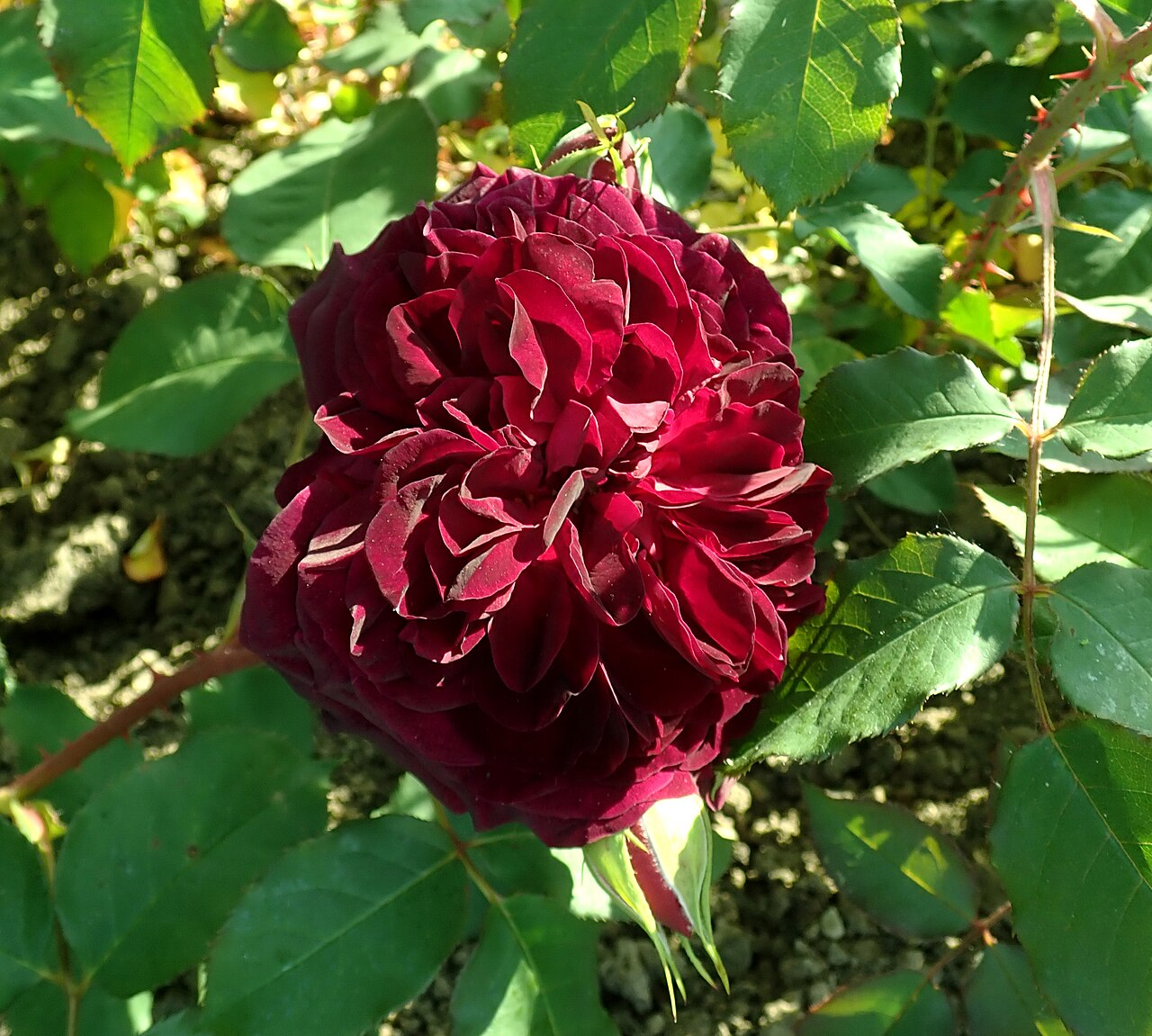 Rosa 'Munstead Wood', Rose 'Munstead Wood' — upright deciduous (Rosaceae) (image 5 of 10)