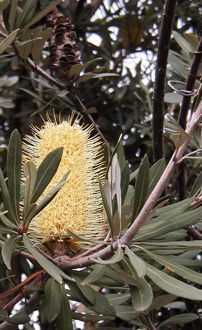 Banksia integrifolia (Coastal Banksia)