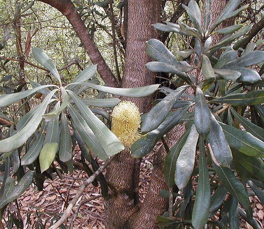 Banksia integrifolia (Coastal Banksia) (alternate view 2)