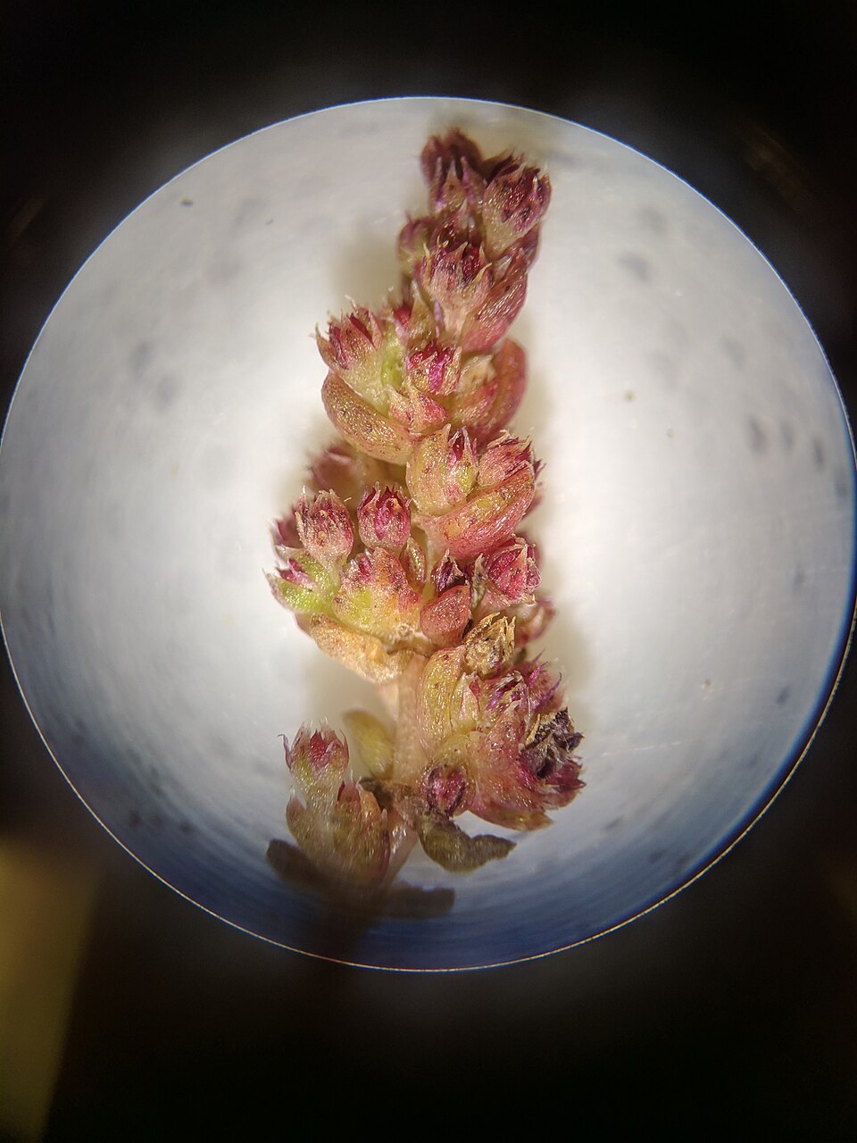 Crassula connata (sand pygmyweed) (alternate view 5)