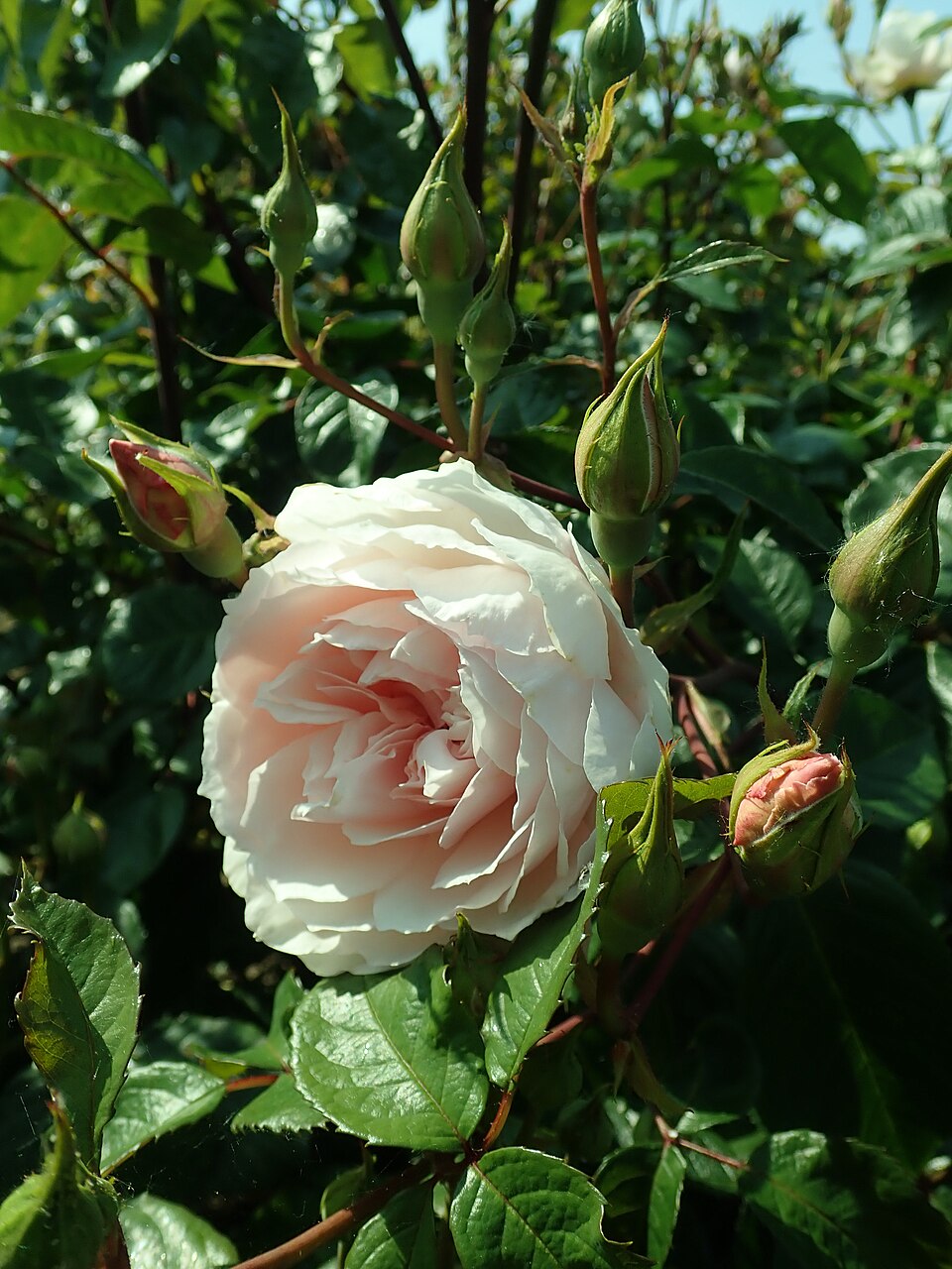 Rosa 'The Generous Gardener' (The Generous Gardener Rose) (alternate view 4)
