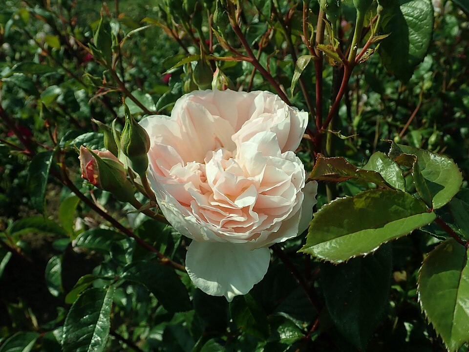 Rosa 'The Generous Gardener' (The Generous Gardener Rose) (alternate view 5)