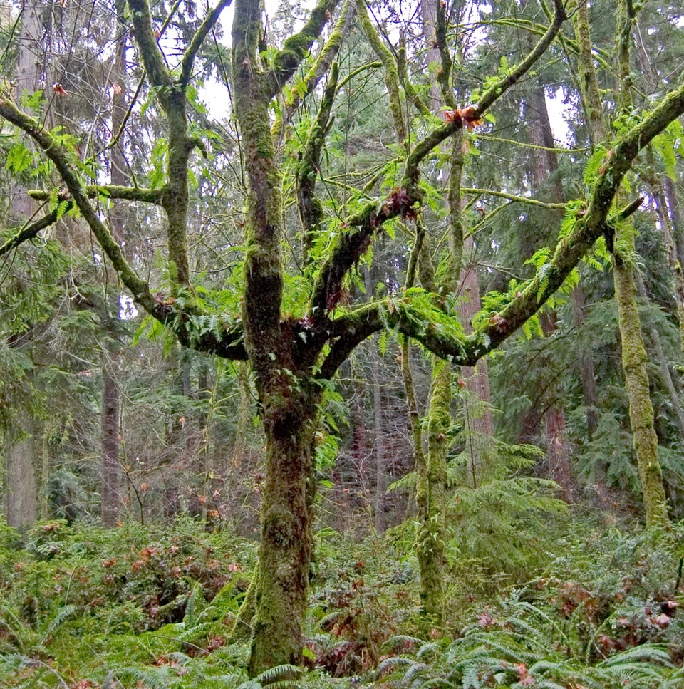 Polypodium glycyrrhiza (licorice fern) (alternate view 6)