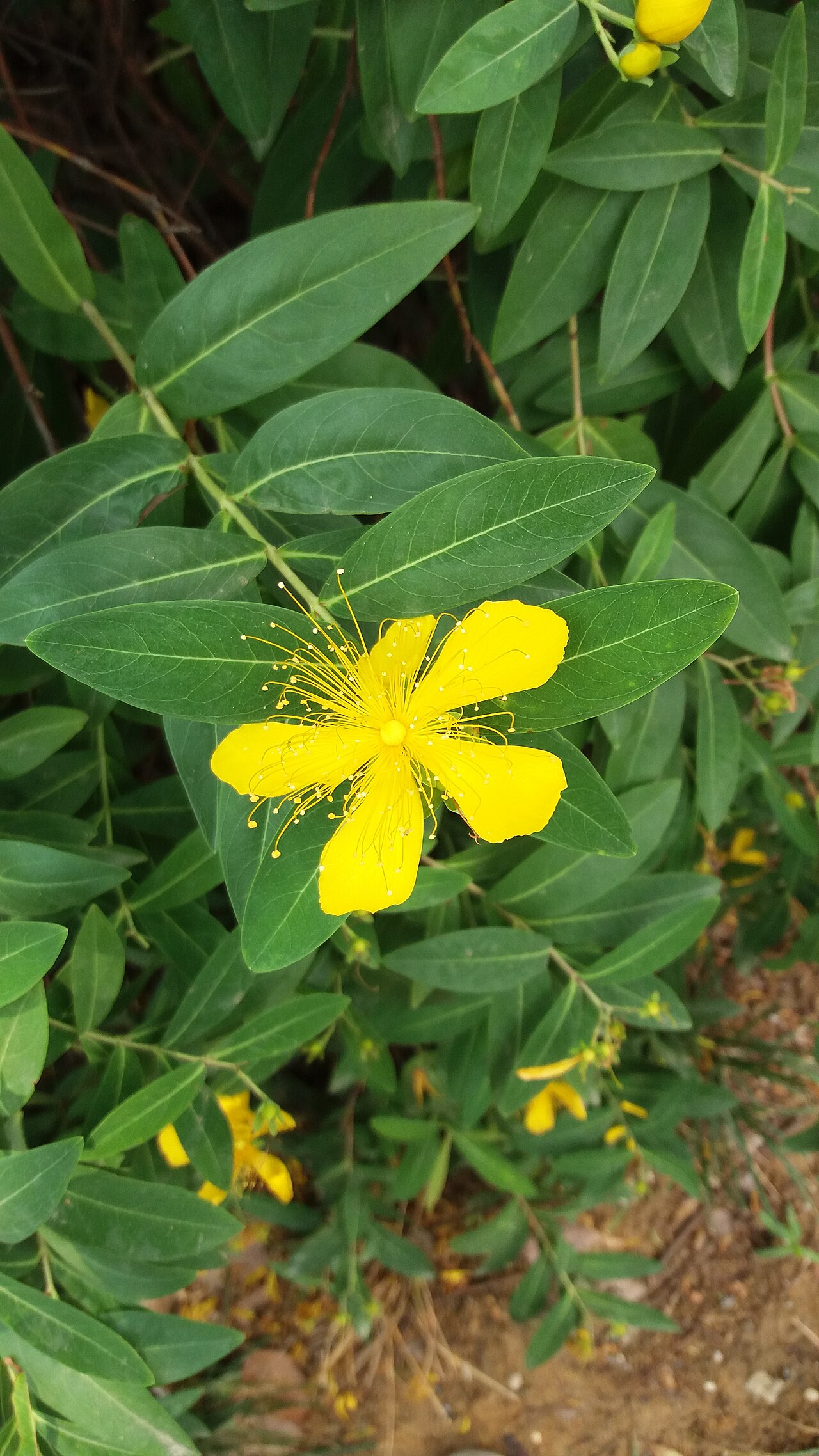 Hypericum monogynum, Chinese St John's wort — mounding semi-evergreen (Hypericaceae) (image 7 of 10)