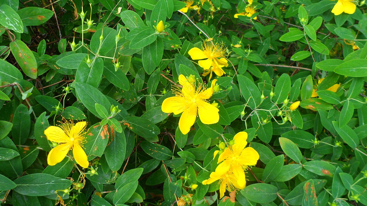 Hypericum monogynum, Chinese St John's wort — mounding semi-evergreen (Hypericaceae) (image 8 of 10)