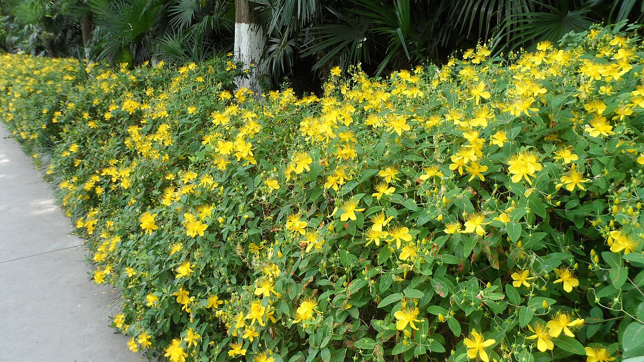 Hypericum monogynum, Chinese St John's wort — mounding semi-evergreen (Hypericaceae) (image 9 of 10)