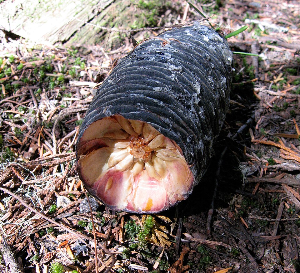 Abies amabilis (Pacific Silver Fir) (alternate view 10)