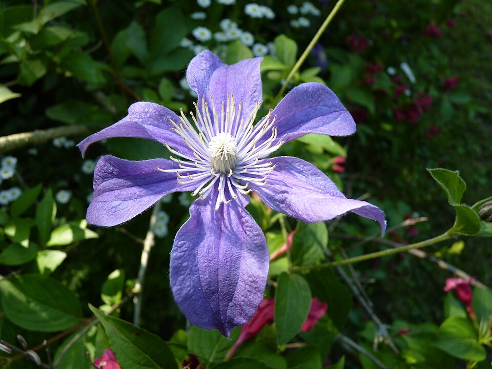 Clematis × 'Arabella' (Arabella Clematis) (alternate view 3)