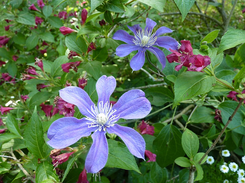 Clematis × 'Arabella' (Arabella Clematis) (alternate view 4)