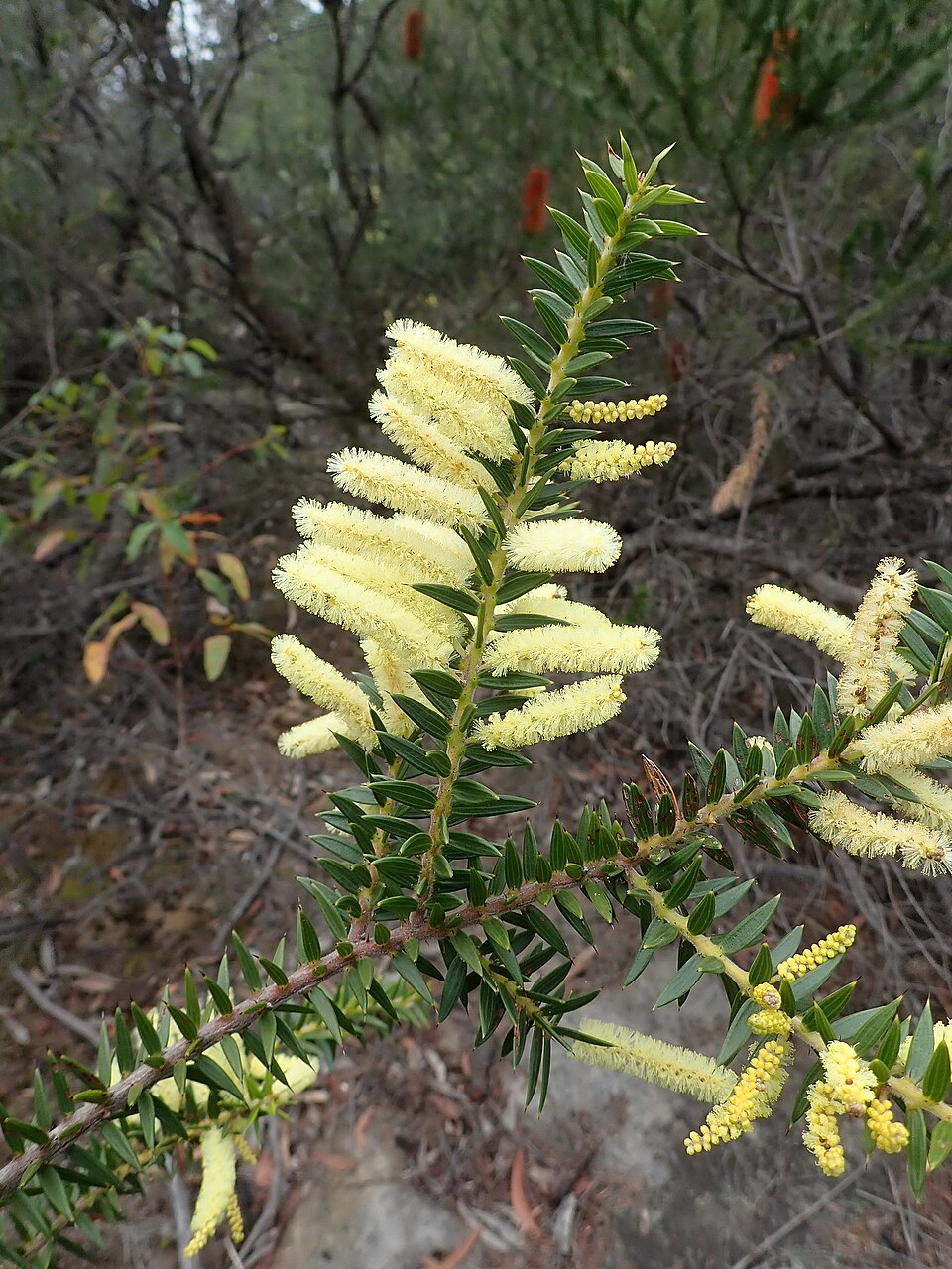 Acacia oxycedrus (Spike Wattle) (alternate view 10)