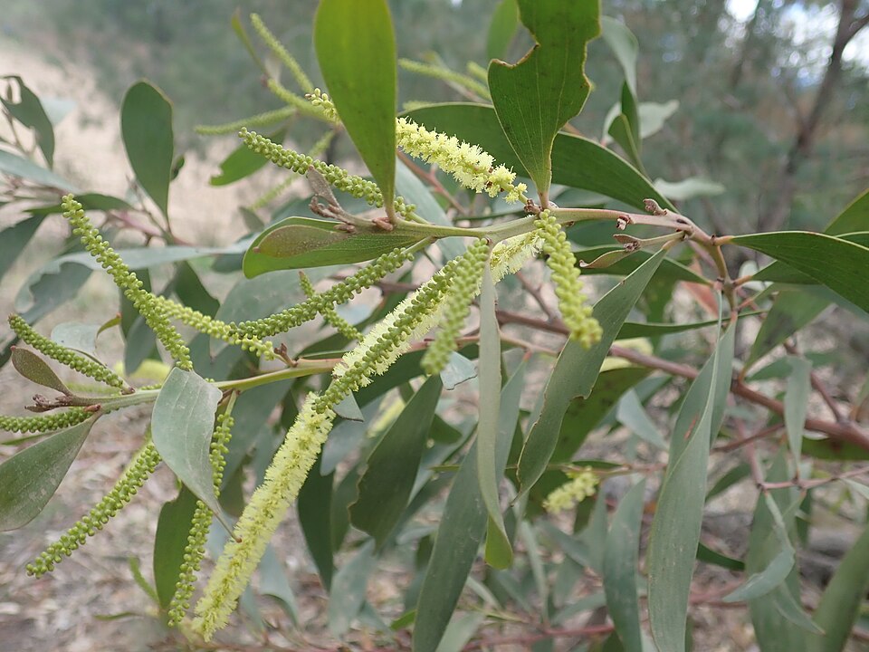 Acacia leiocalyx (black wattle) (alternate view 8)