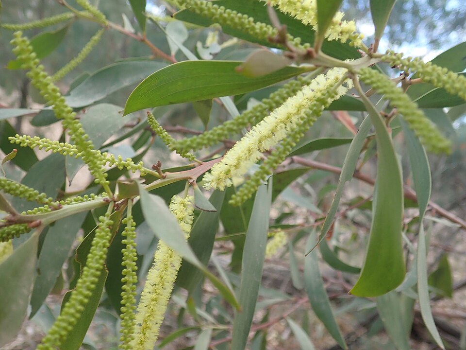 Acacia leiocalyx (black wattle) (alternate view 9)