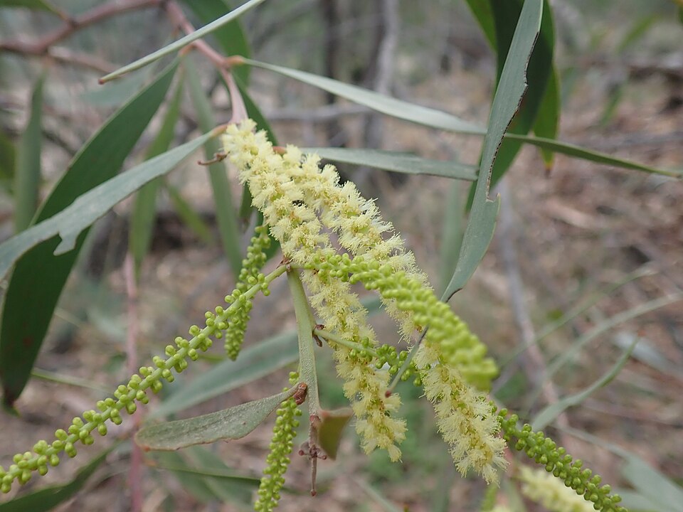 Acacia leiocalyx (black wattle) (alternate view 10)