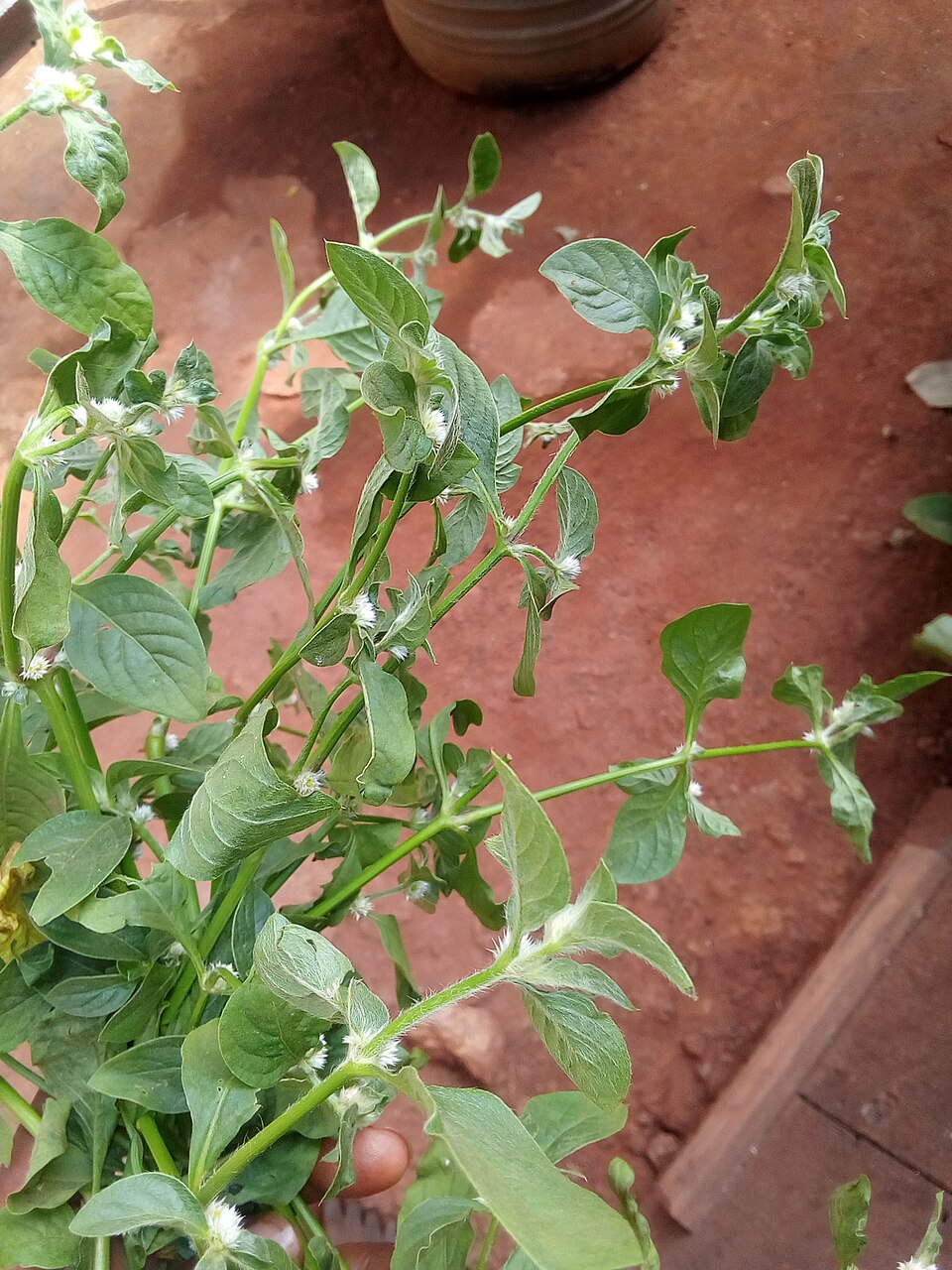 Alternanthera (alternate view 3)