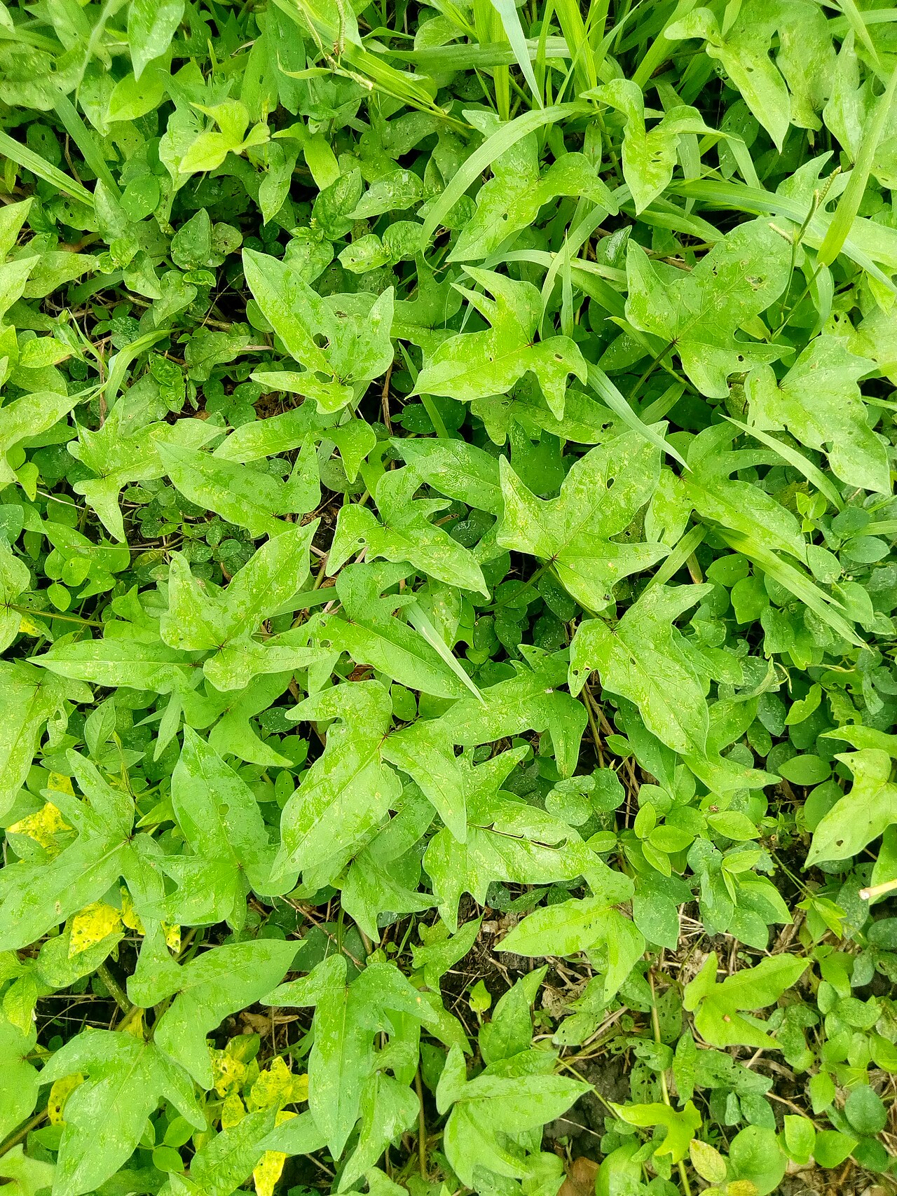 Ipomoea batatas, Sweet potato — trailing deciduous (Convolvulaceae) (image 8 of 9)