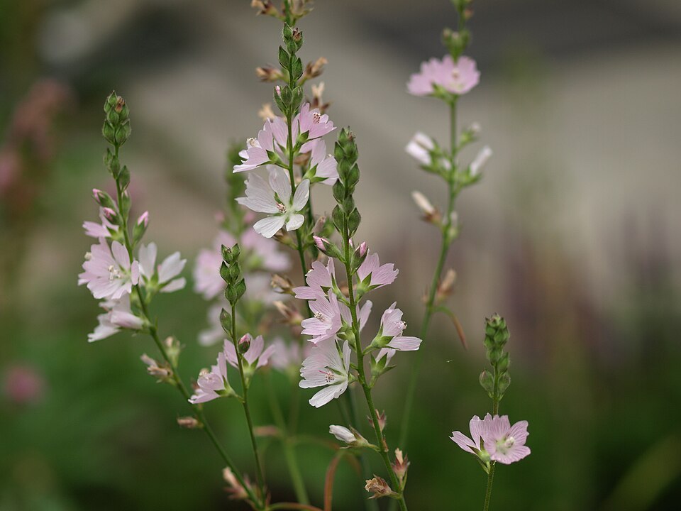 Sidalcea campestris (Meadow Checker-mallow) (alternate view 13)