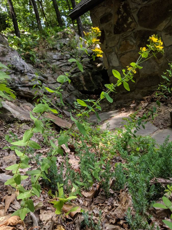 Hypericum punctatum (spotted St. John's wort) (alternate view 10)