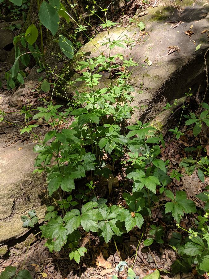 Sanicula canadensis (Black Snakeroot) (alternate view 7)