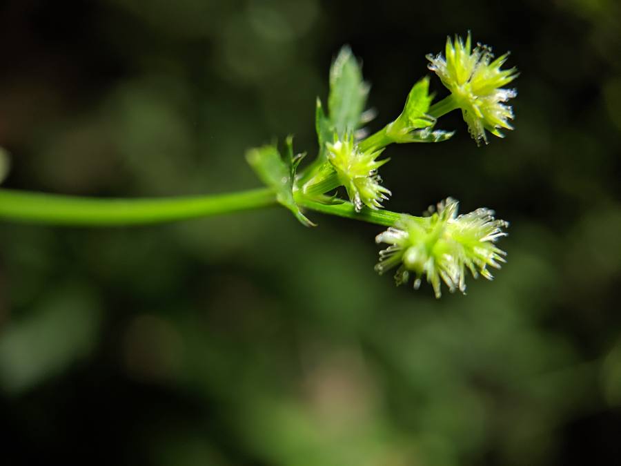 Sanicula canadensis (Black Snakeroot) (alternate view 8)