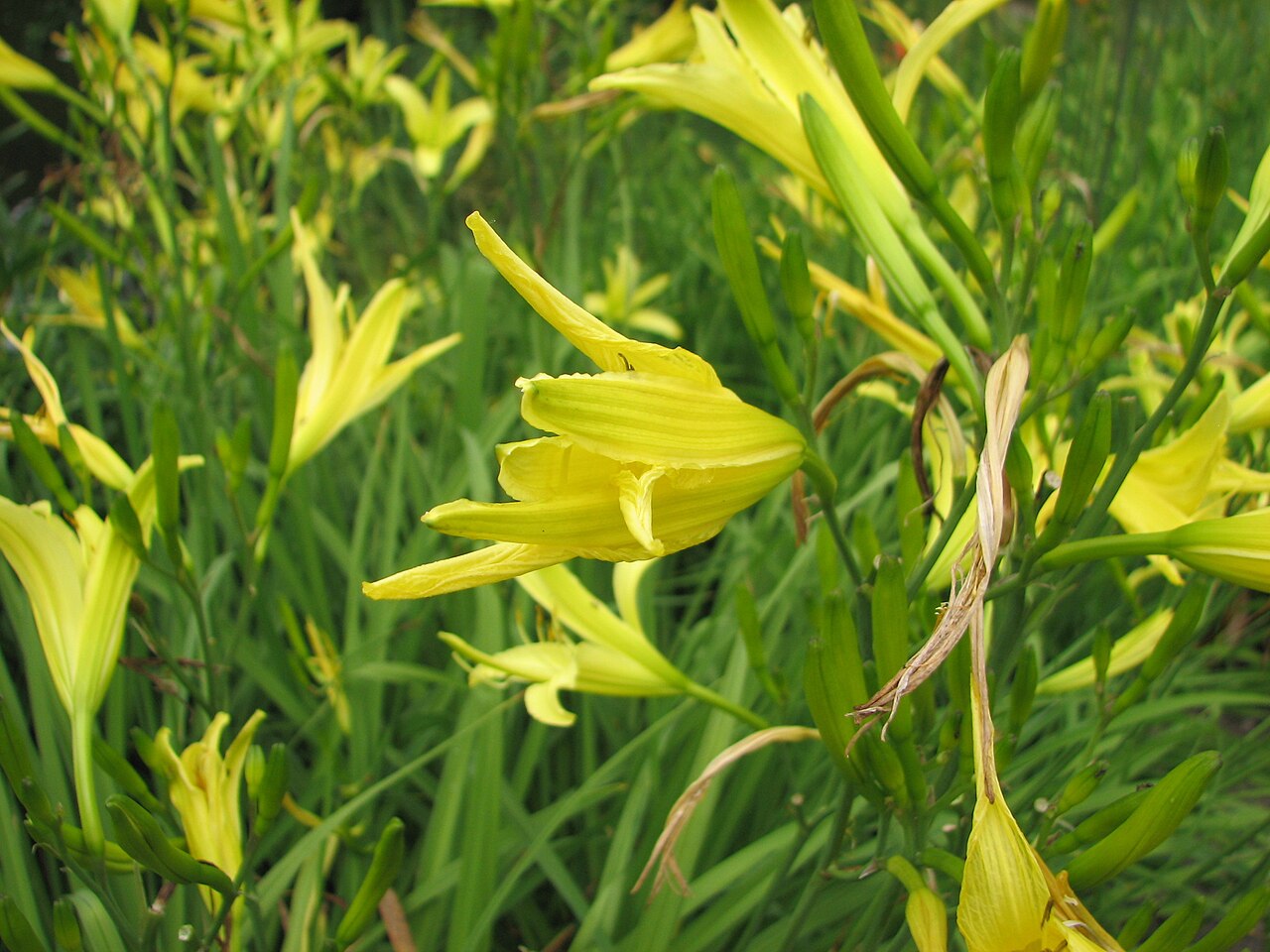 Hemerocallis citrina, Citron daylily — clumping deciduous (Asphodelaceae) (image 5 of 9)