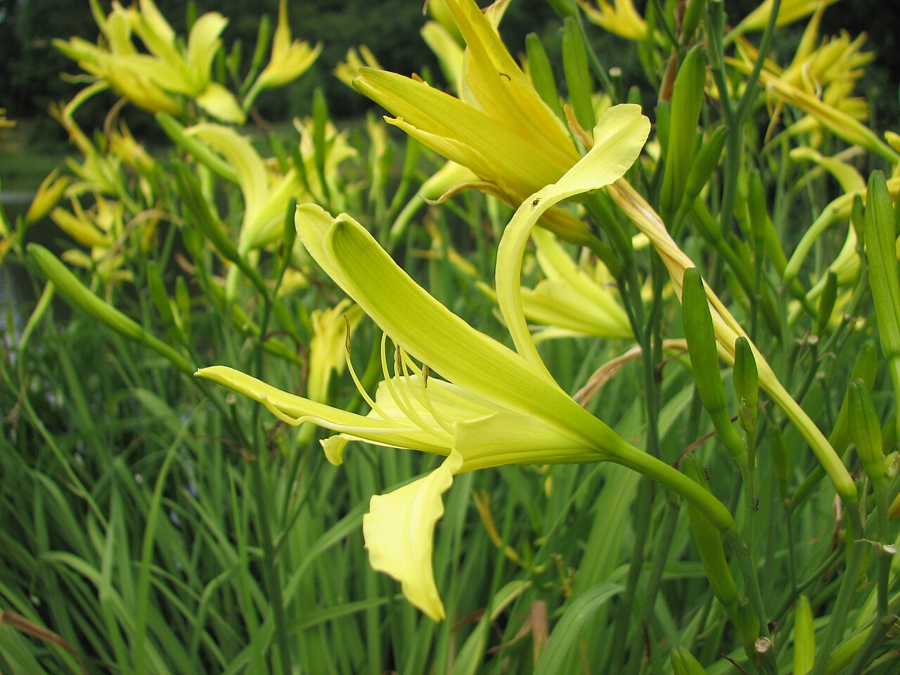 Hemerocallis citrina, Citron daylily — clumping deciduous (Asphodelaceae) (image 6 of 9)